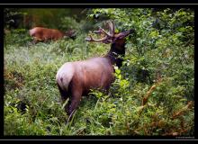 Wapiti Olympic National Park