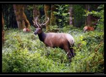 Wapiti Olympic National Park