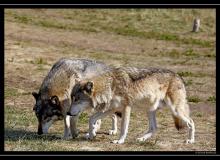 Loups a Yellowstone
