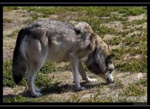 Loups a Yellowstone