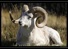 Mouflon de Dall , Glacier National PArk