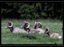 Bighorn a Mt Rainier National Park