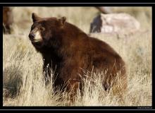 Grizzli a Yellowstone