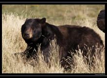 Ours brun a Yellowstone