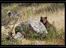 Ours brun a Rocky Mountain National PArk