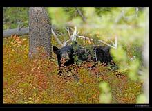 Ours brun a Rocky Mountain National Park