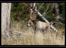 Grizzli a Yellowstone