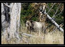 Grizzli a Yellowstone