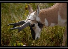 Pronghorn dans la region de Custer