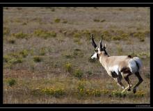 Pronghorn dans la region de Custer