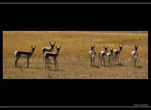 Pronghorn dans la region de Custer