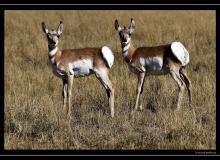 Pronghorn dans la region de Custer