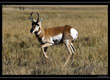 Pronghorn dans la region de Custer