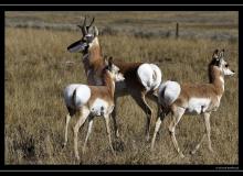 Pronghorn dans la region de Custer