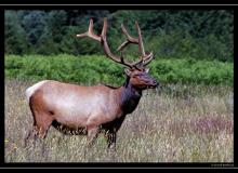 Wapiti a Redwood State PArk