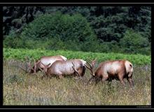 Wapiti a Redwood State PArk