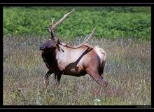 Wapiti a Redwood State PArk
