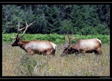 Wapiti a Redwood State PArk