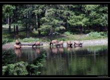 Wapiti a Mt Rainier National Park