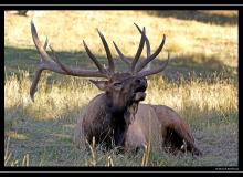 Wapiti a Custer Park