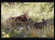 Elan a Grand Teton