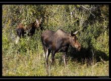 Elan a Grand Teton