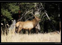 Wapiti a Rocky Mountain National Park