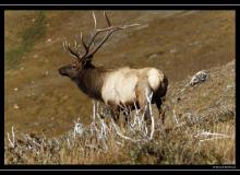 Wapiti a Rocky Mountain National Park