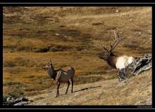 Wapiti a Rocky Mountain National Park