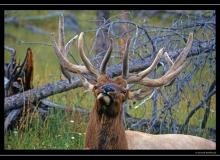 Wapiti a Rocky Mountain National Park