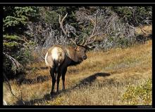 Wapiti a Rocky Mountain National Park