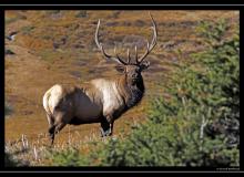 Wapiti a Rocky Mountain National Park