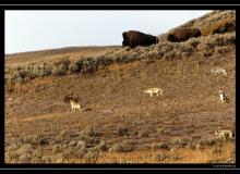 Loups et bisons a Yellowstone