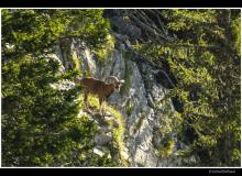 Mouflon