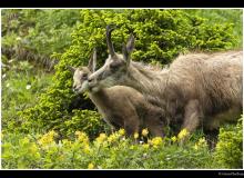 Chamois