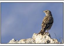 Ascenteur alpin