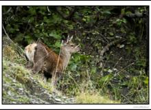 Cerf élaphe