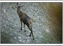 Biche