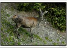Biche