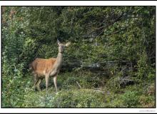 Cerf, biche et faon