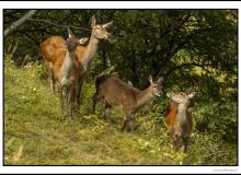 Cerf, biche et faon