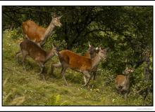 Cerf, biche et faon