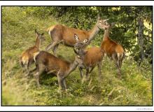 Cerf, biche et faon