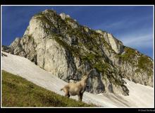 Bouquetin