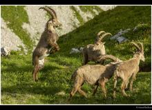 Bouquetin