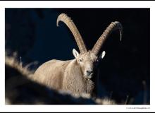 Bouquetin