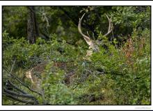 Cerf élaphe