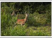 Cerf élaphe