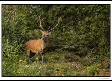 Cerf élaphe