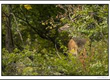 Cerf élaphe